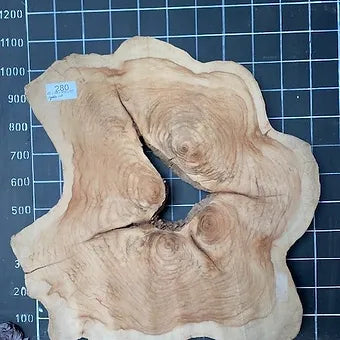 Camphor Laurel Cookie